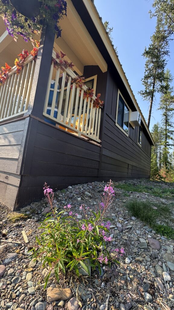 Wildflower next to small cabin