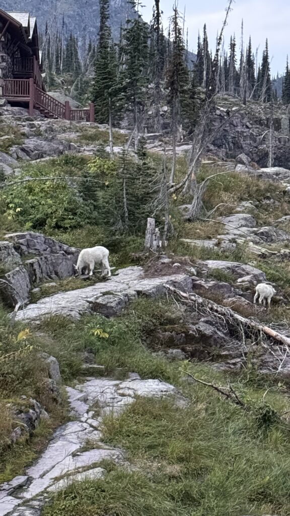 To mount goats on a hill