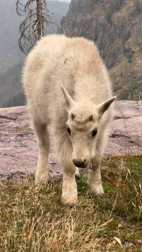 Baby mountain goat