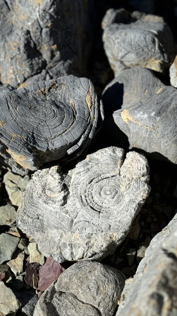 fossils