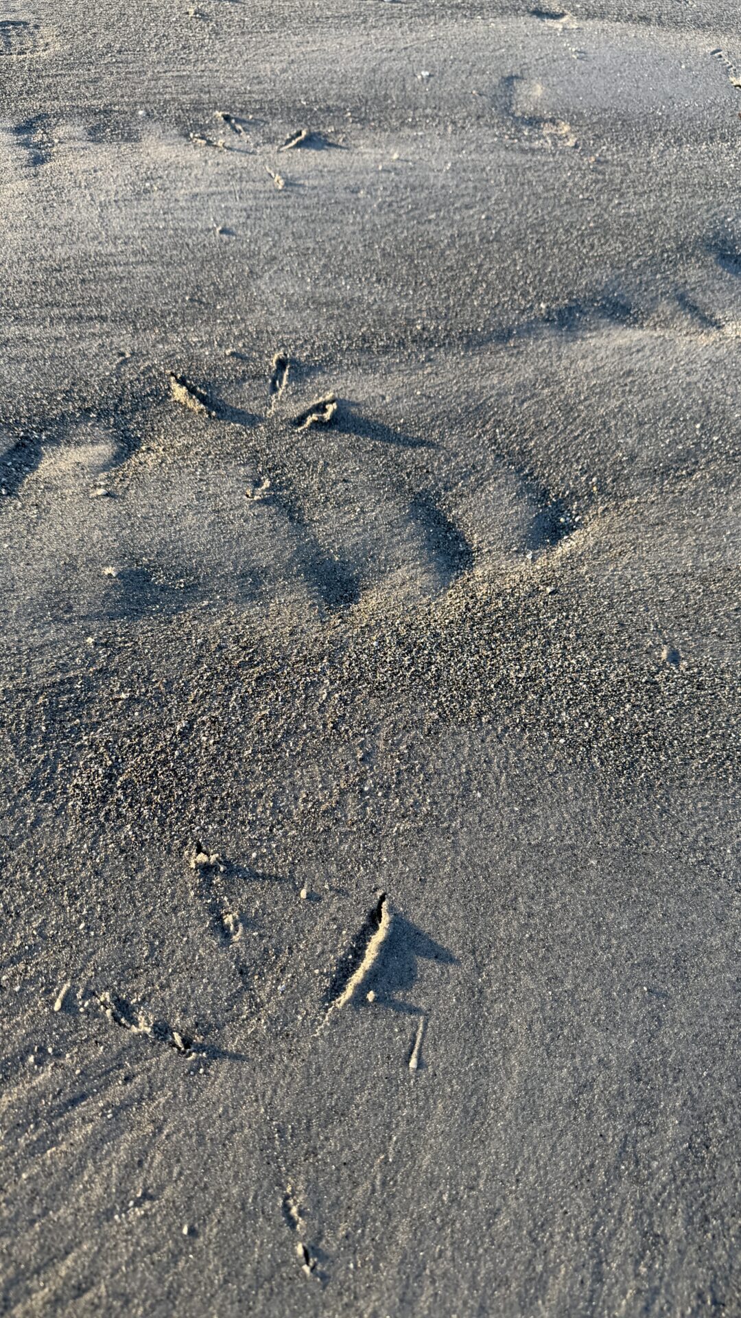 Bird tracks in beach sand