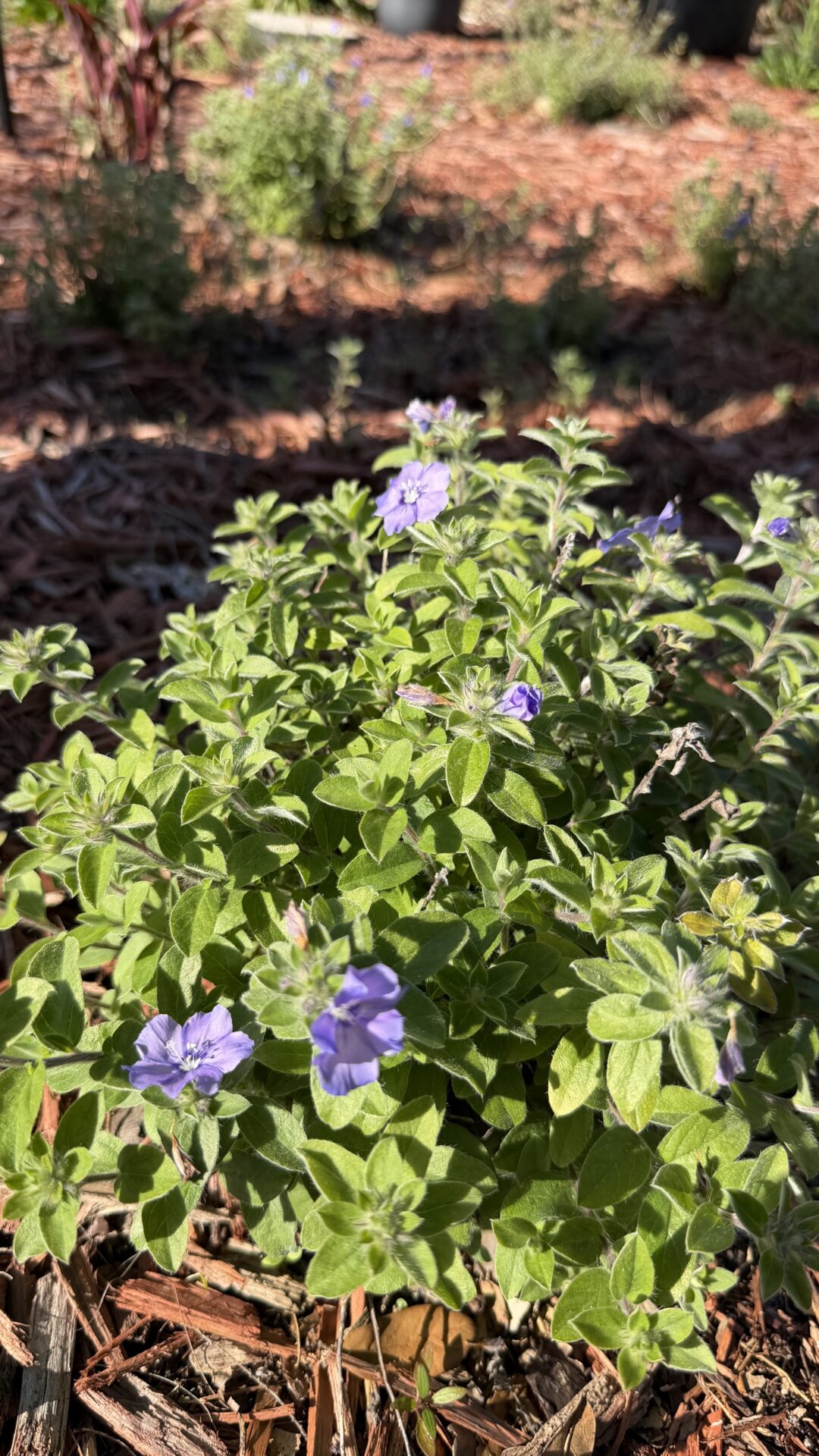 blue daze plant with blooms