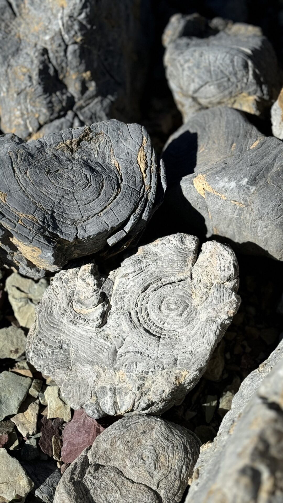 Stromatolites