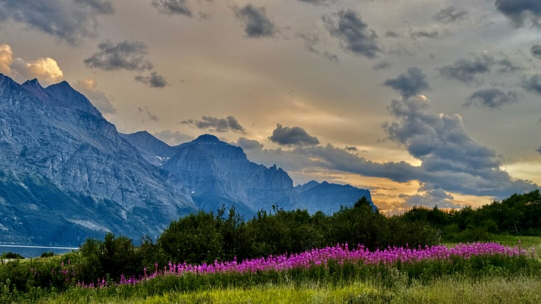 purple mountain fireweed