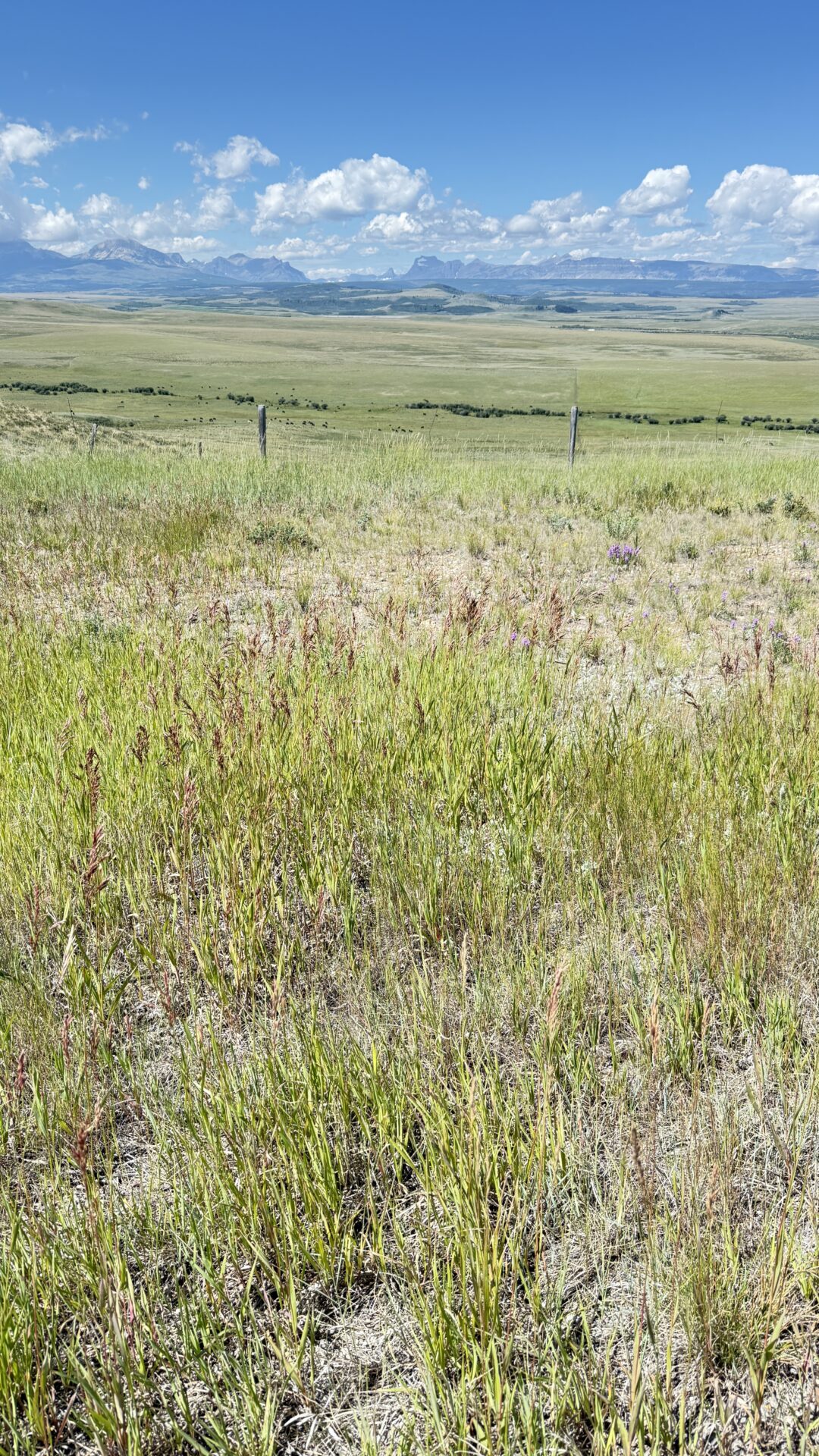 Glacier National Park from Great Plains